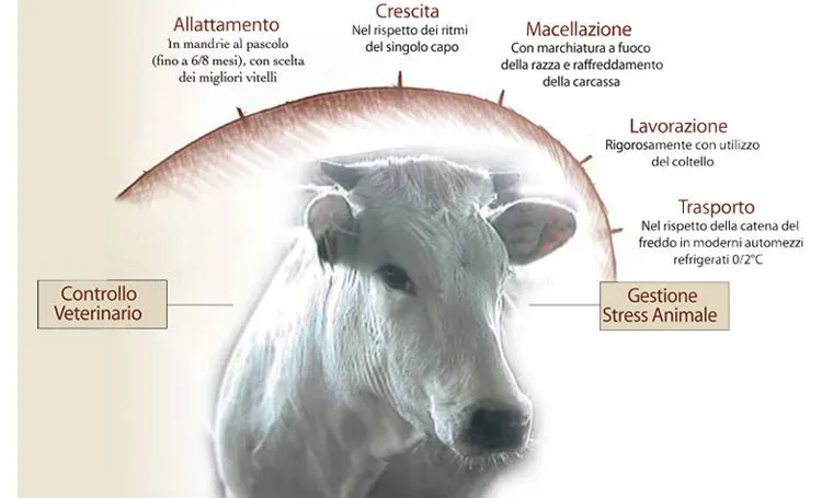 Tracciabilità bovina