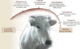 Tracciabilità bovina